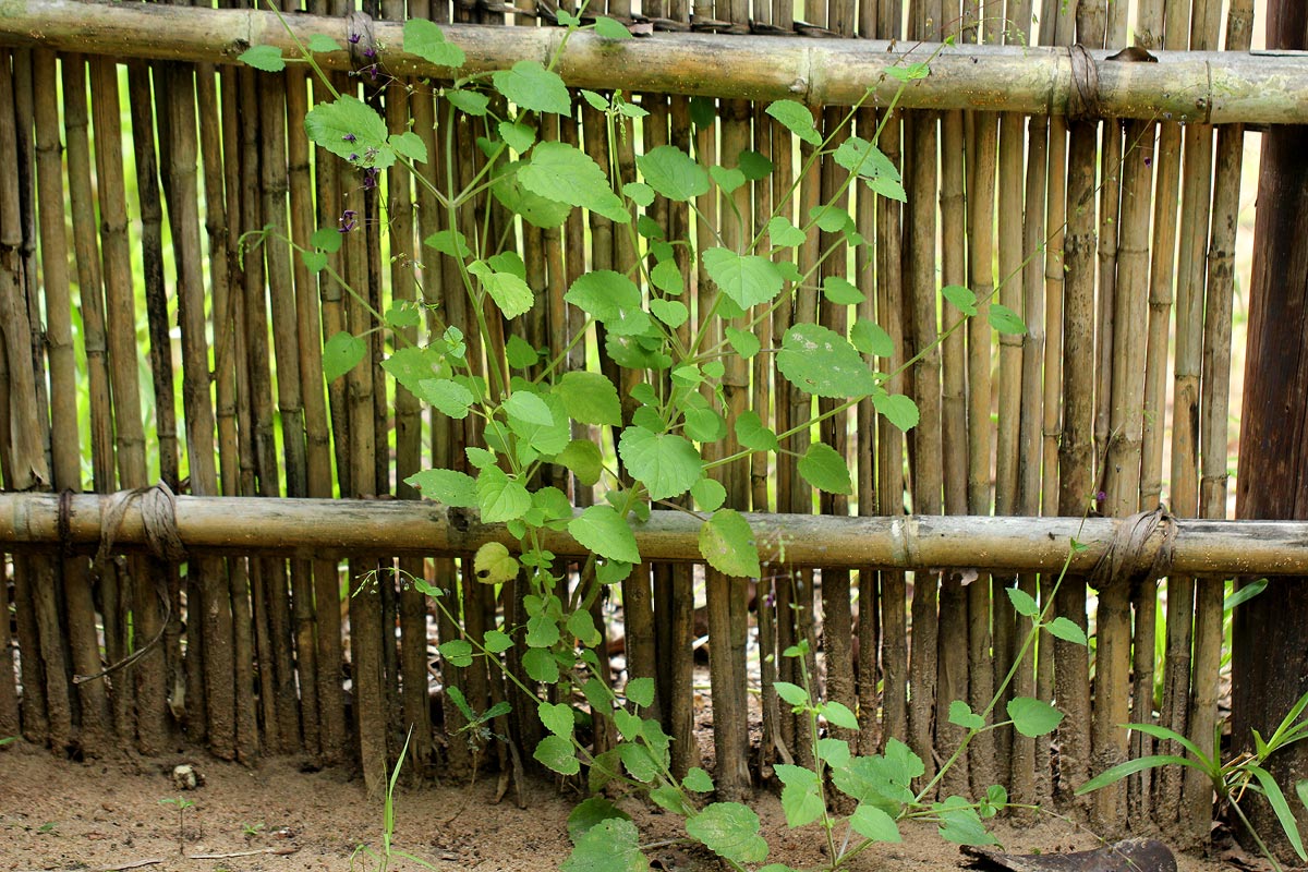 Equilabium gracile