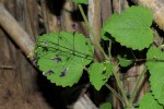 Equilabium gracile
