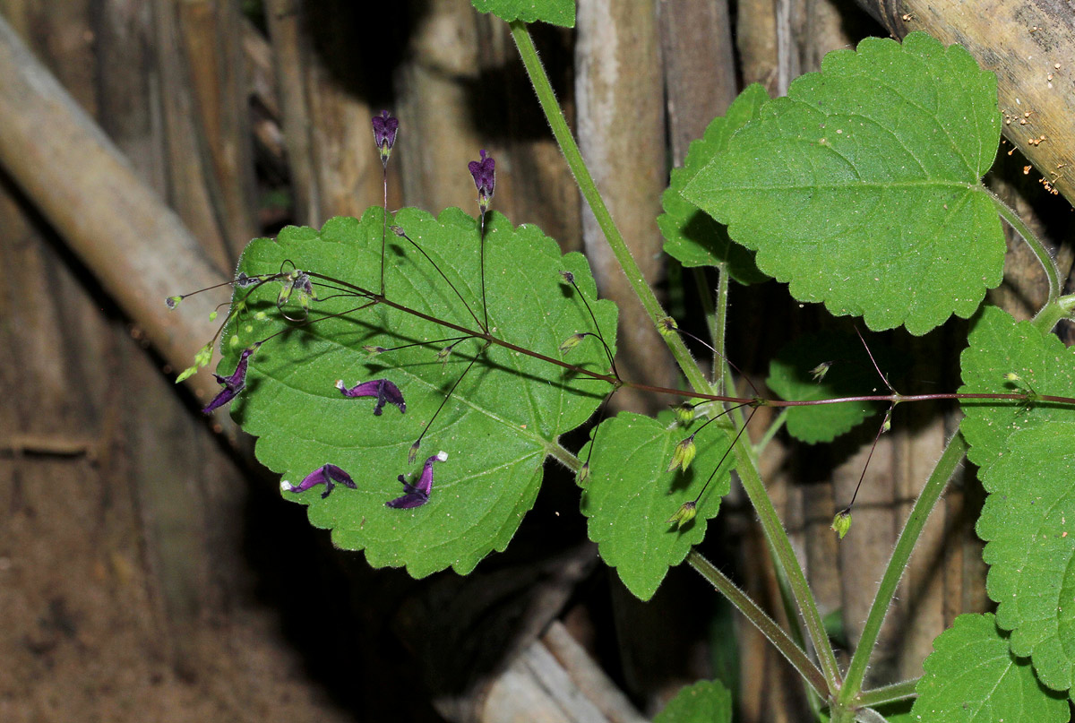 Equilabium gracile