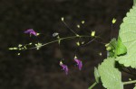 Equilabium gracile