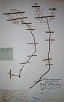 Coleus gracillimus