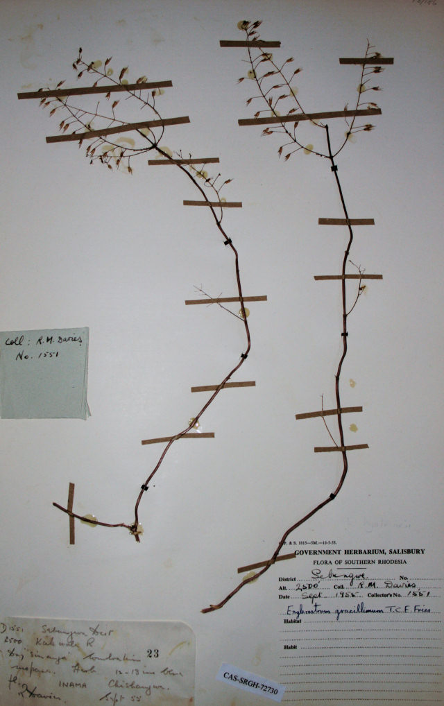 Coleus gracillimus