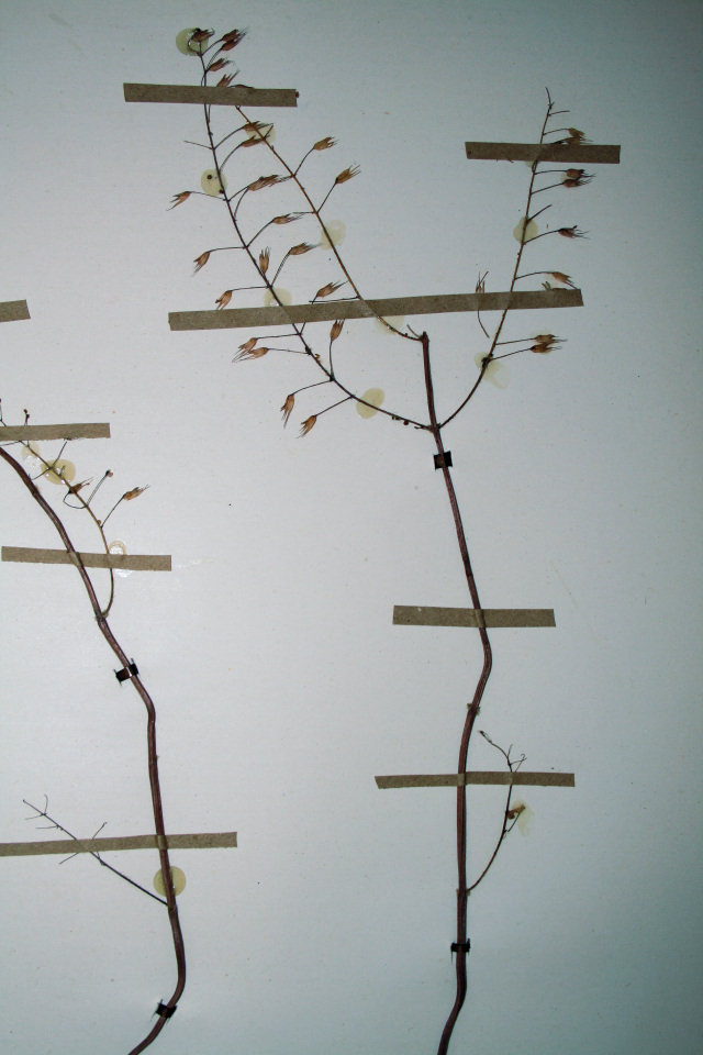 Coleus gracillimus