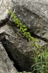 Coleus kapatensis