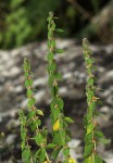 Coleus kapatensis