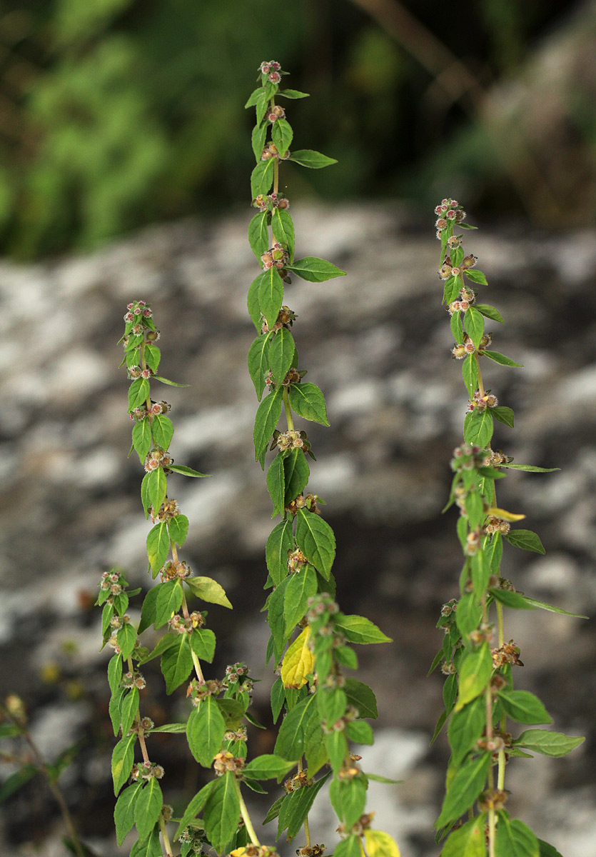 Coleus kapatensis