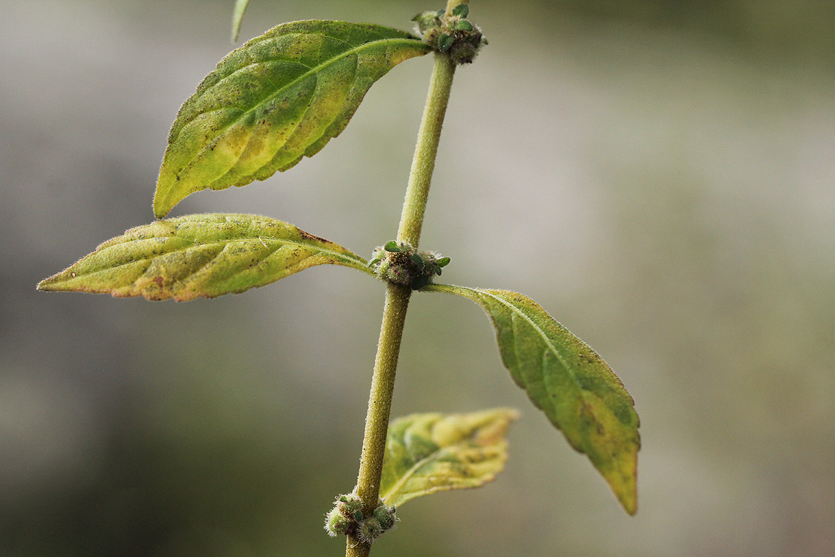 Coleus kapatensis