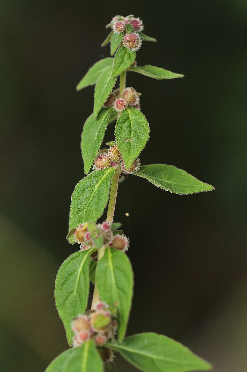 Coleus kapatensis