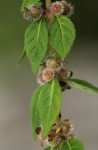 Coleus kapatensis