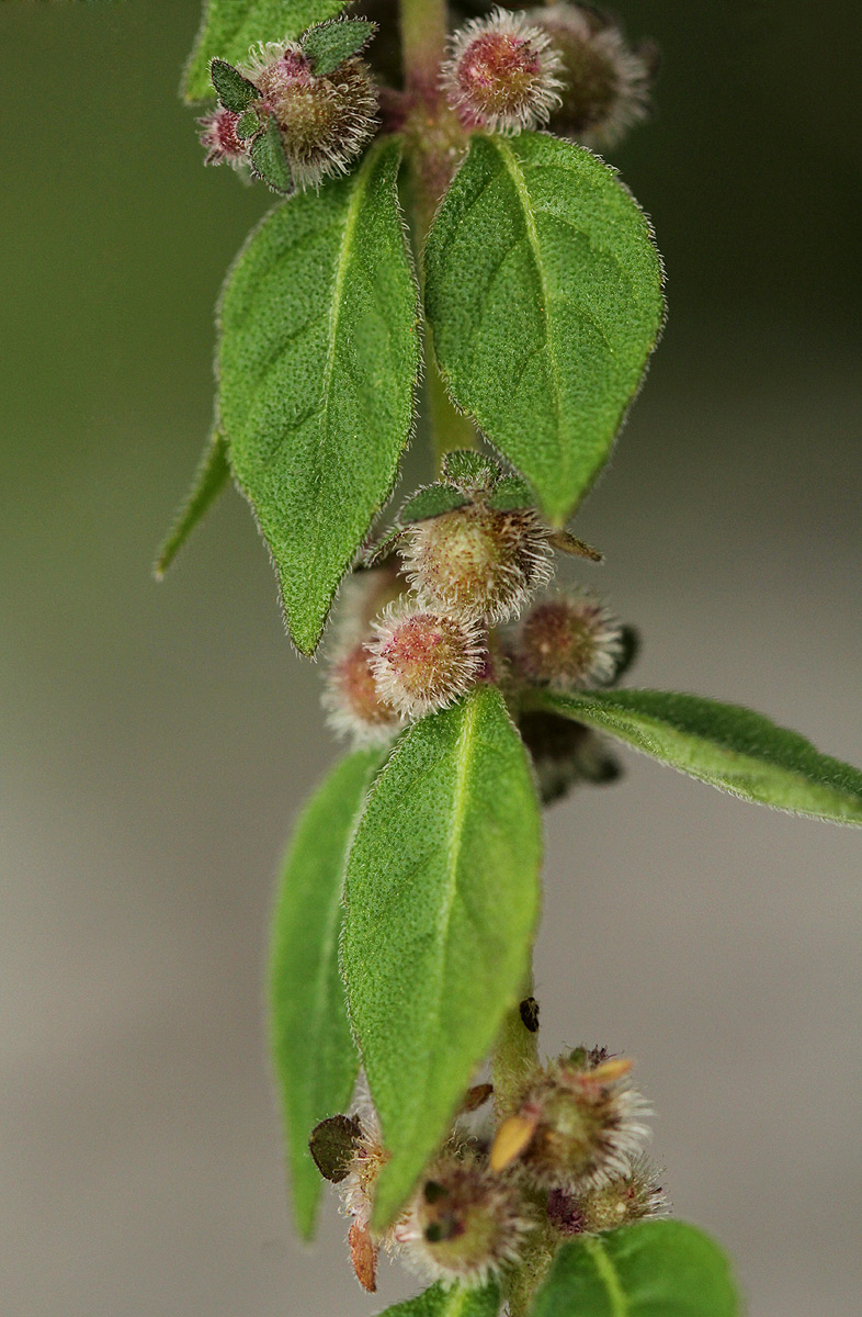 Coleus kapatensis