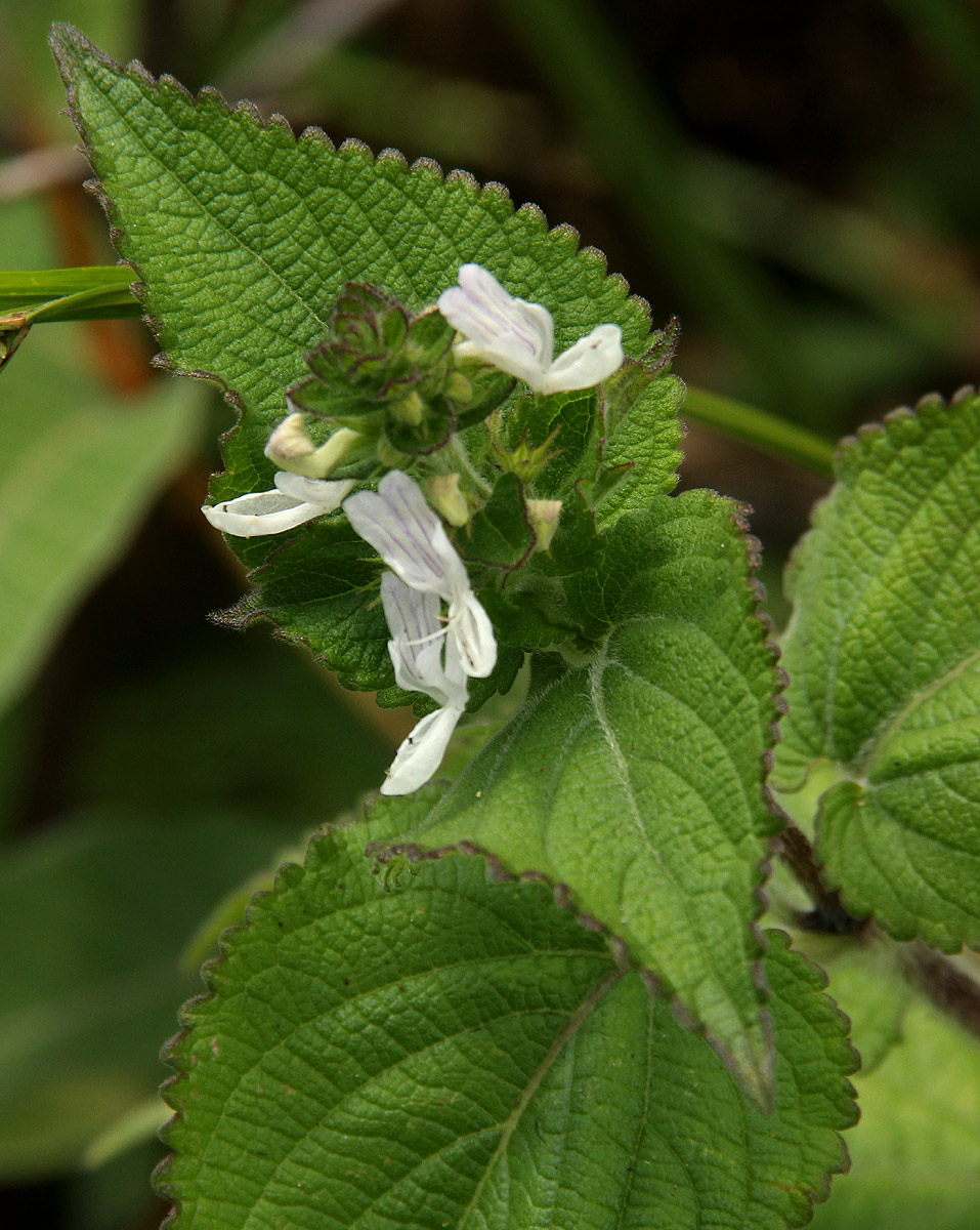 Equilabium laxiflorum