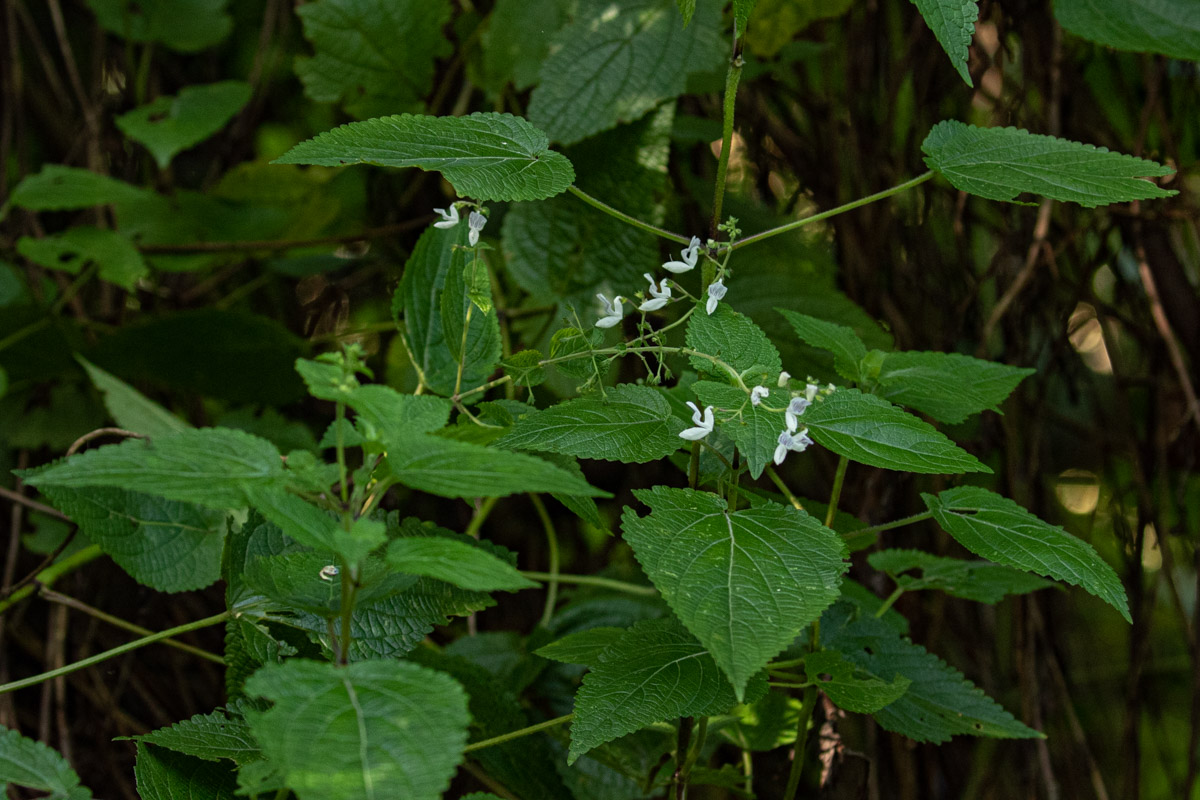 Equilabium laxiflorum