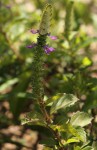Coleus neochilus