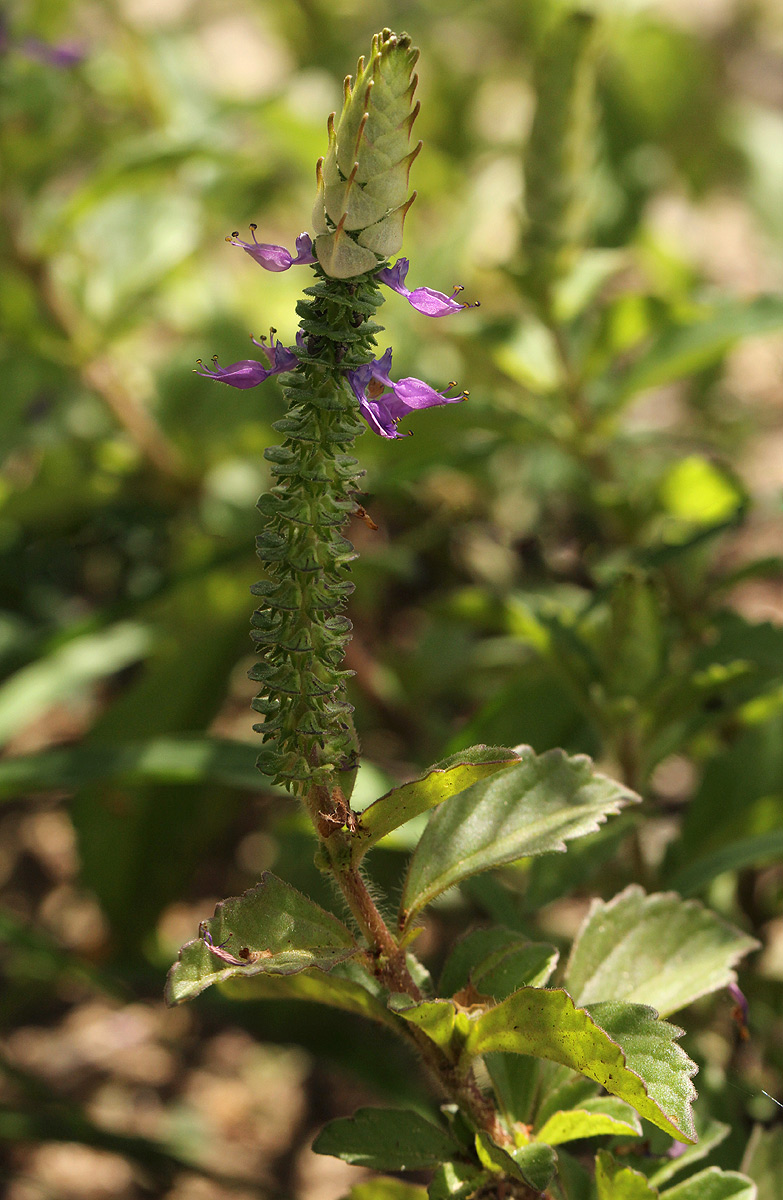 Coleus neochilus