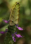 Coleus neochilus