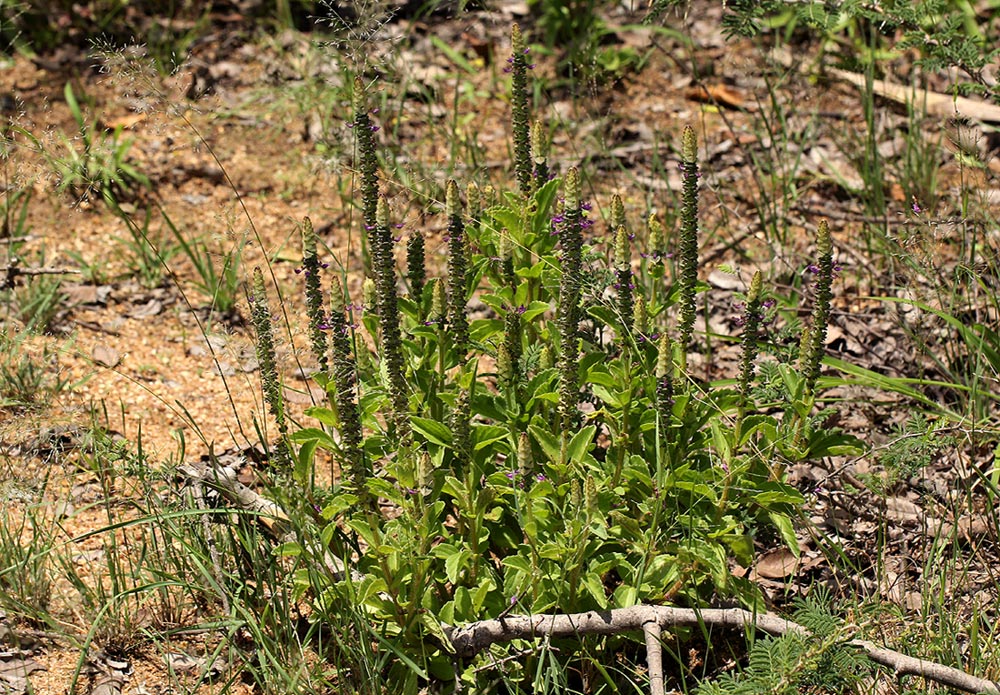 Coleus neochilus
