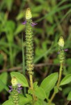 Coleus neochilus