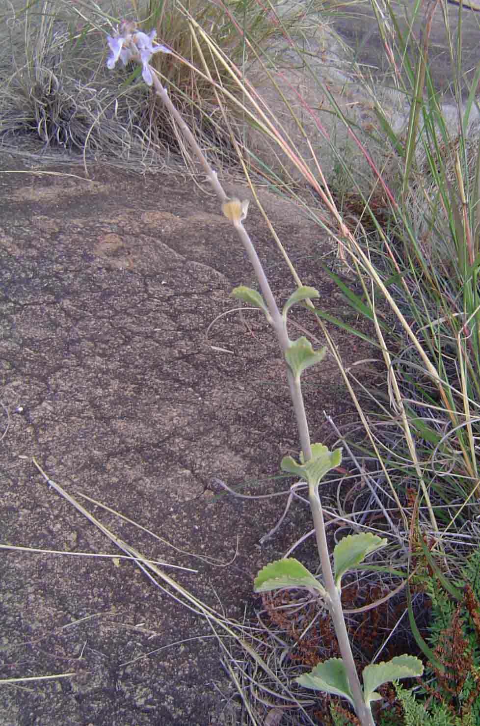 Coleus sanguineus
