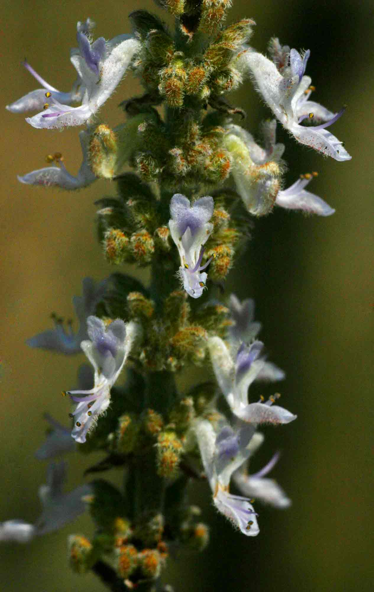 Coleus sanguineus