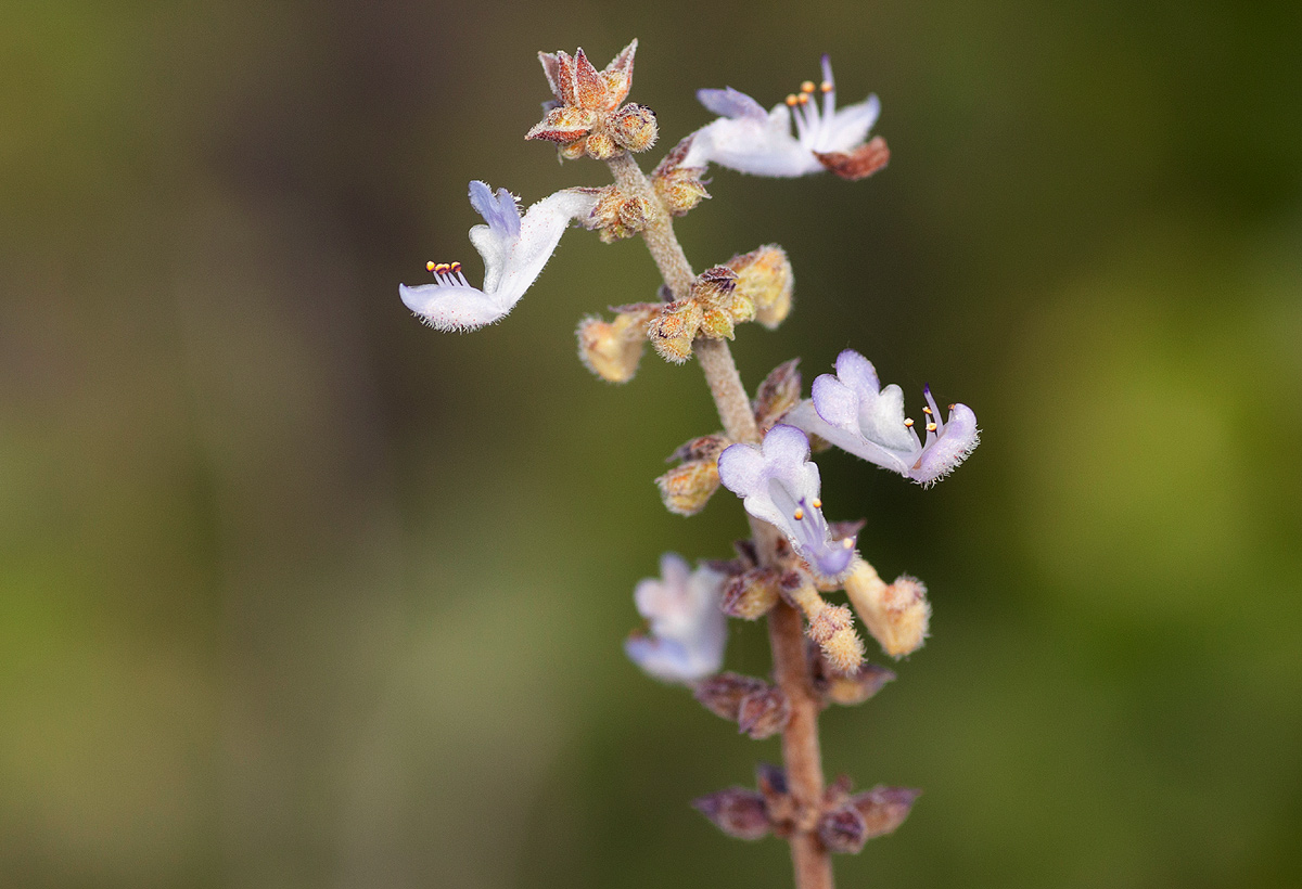 Coleus sanguineus