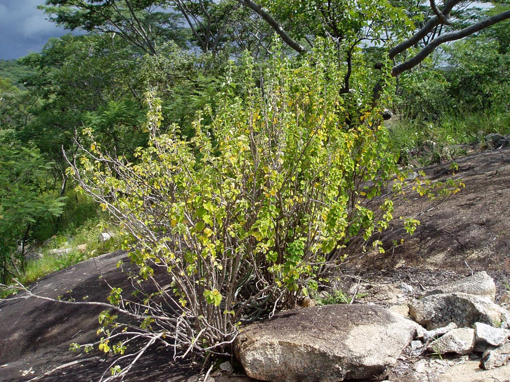 Coleus sanguineus