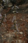 Coleus sanguineus