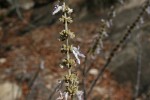 Coleus sanguineus