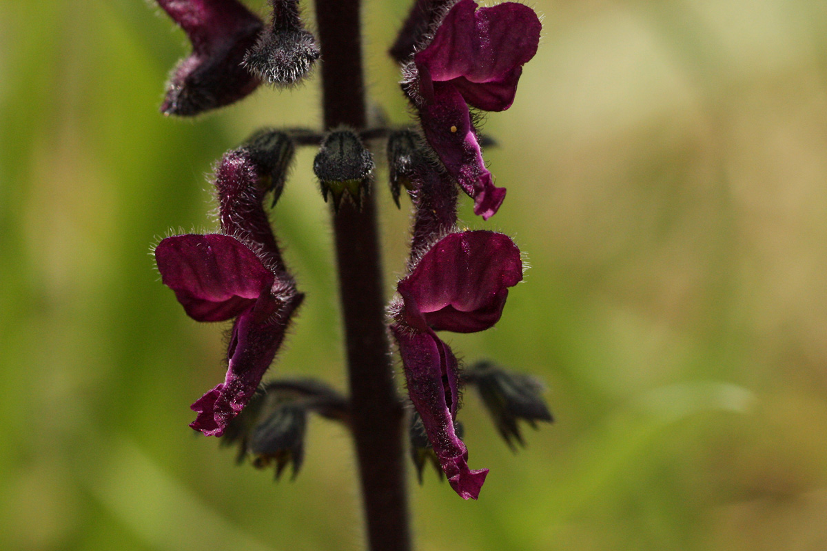 Equilabium stenophyllum
