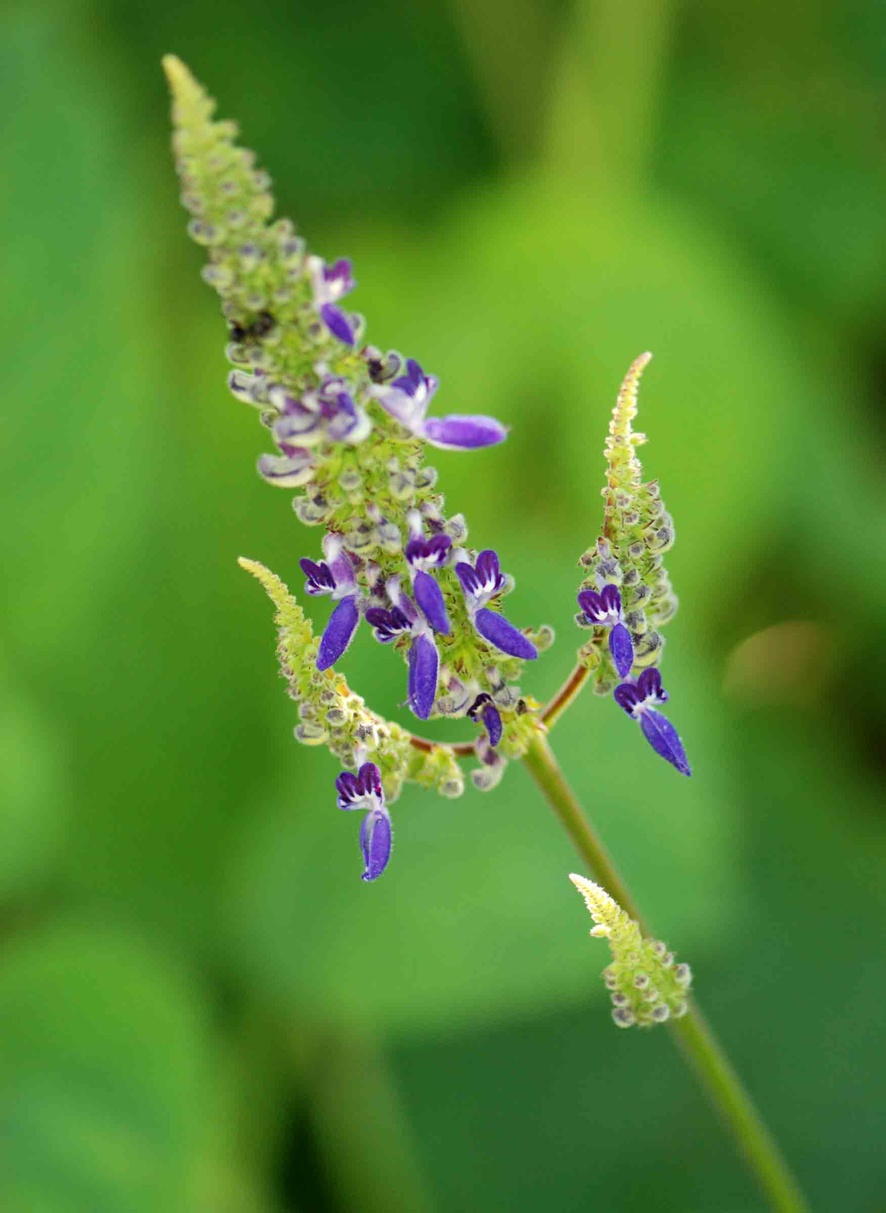 Equilabium stenosiphon