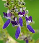 Equilabium stenosiphon
