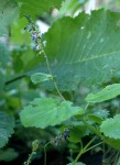 Equilabium stenosiphon