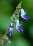 Equilabium stenosiphon