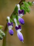 Equilabium stenosiphon