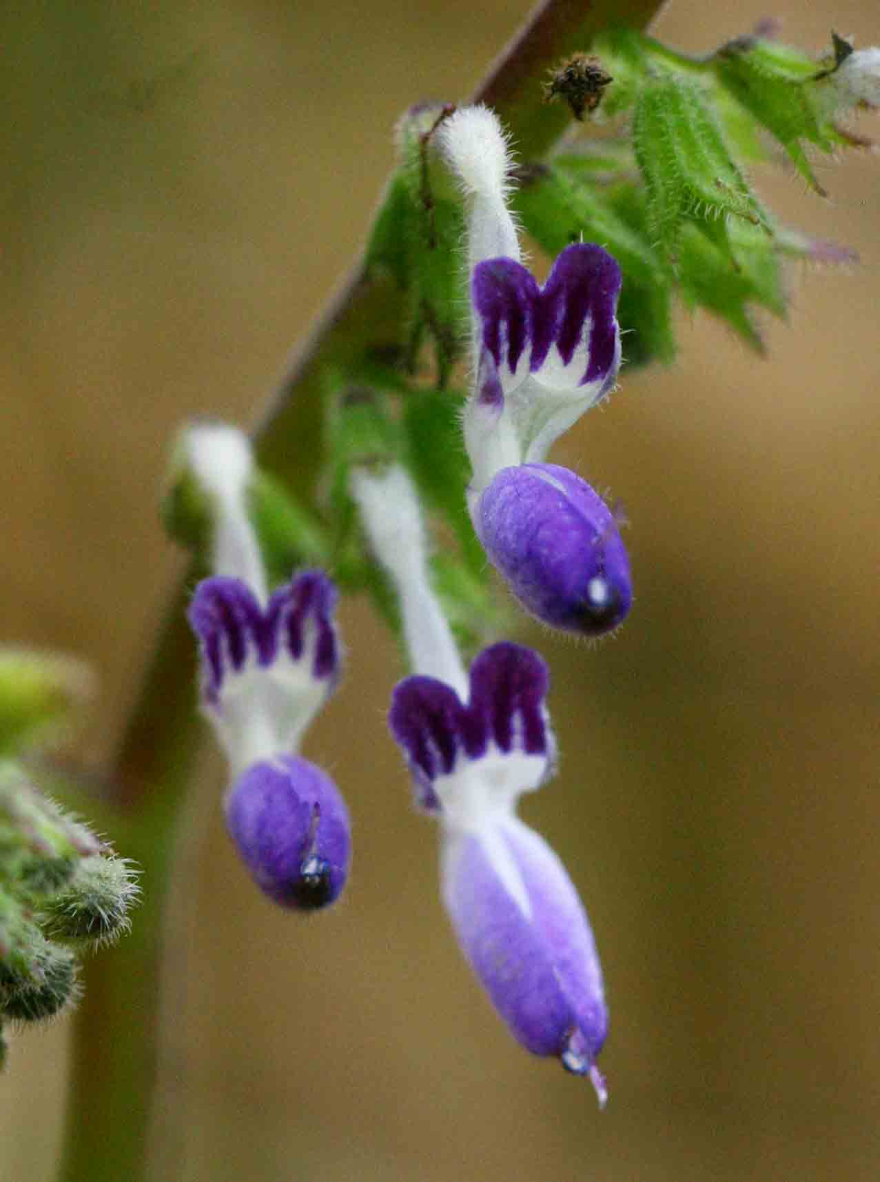Equilabium stenosiphon