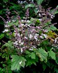 Plectranthus swynnertonii