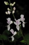 Plectranthus swynnertonii