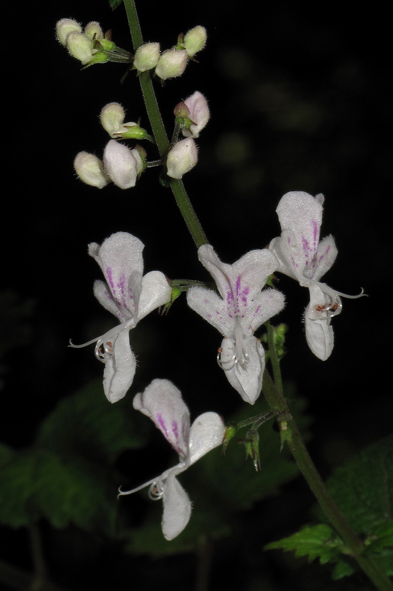 Plectranthus swynnertonii