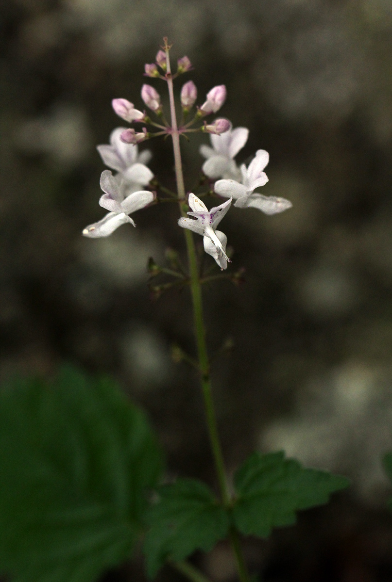 Plectranthus swynnertonii
