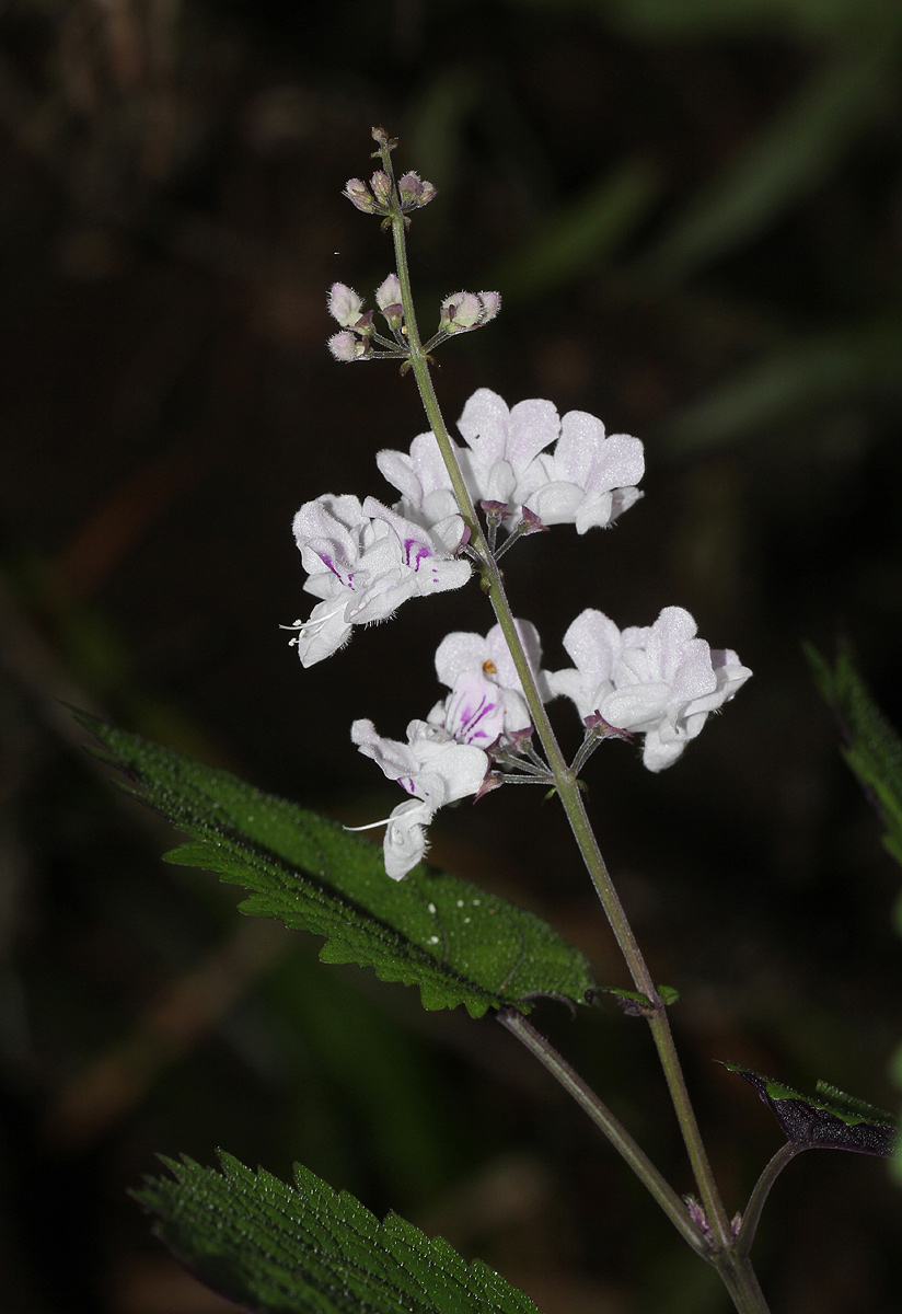 Plectranthus swynnertonii