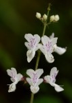 Plectranthus swynnertonii