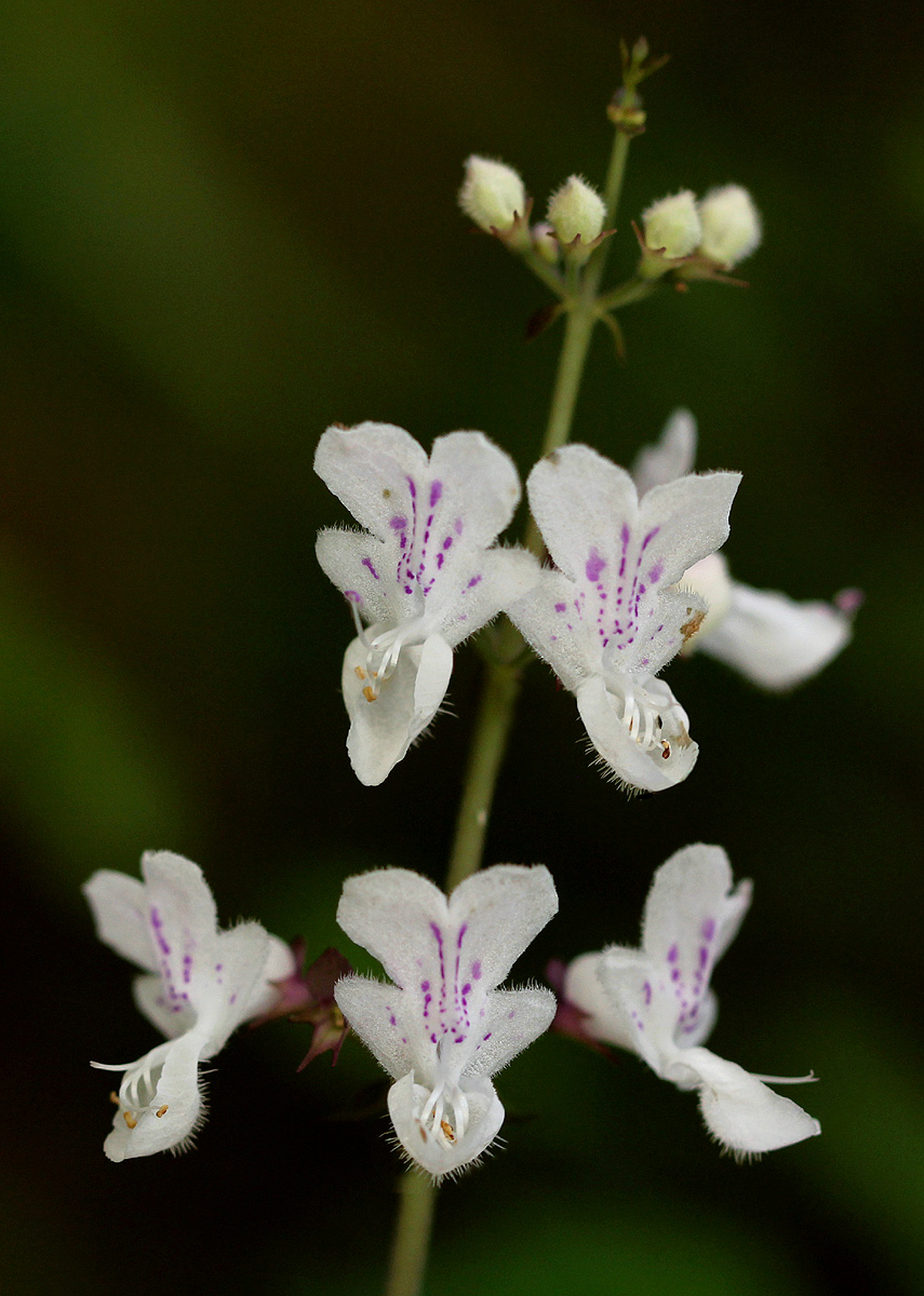 Plectranthus swynnertonii