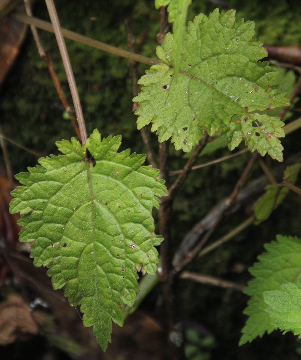 Plectranthus swynnertonii