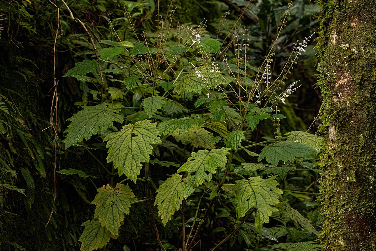 Plectranthus swynnertonii