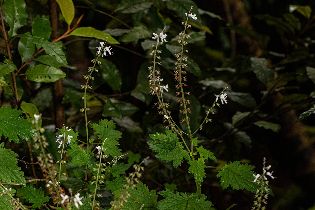 Plectranthus swynnertonii