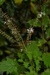 Plectranthus swynnertonii