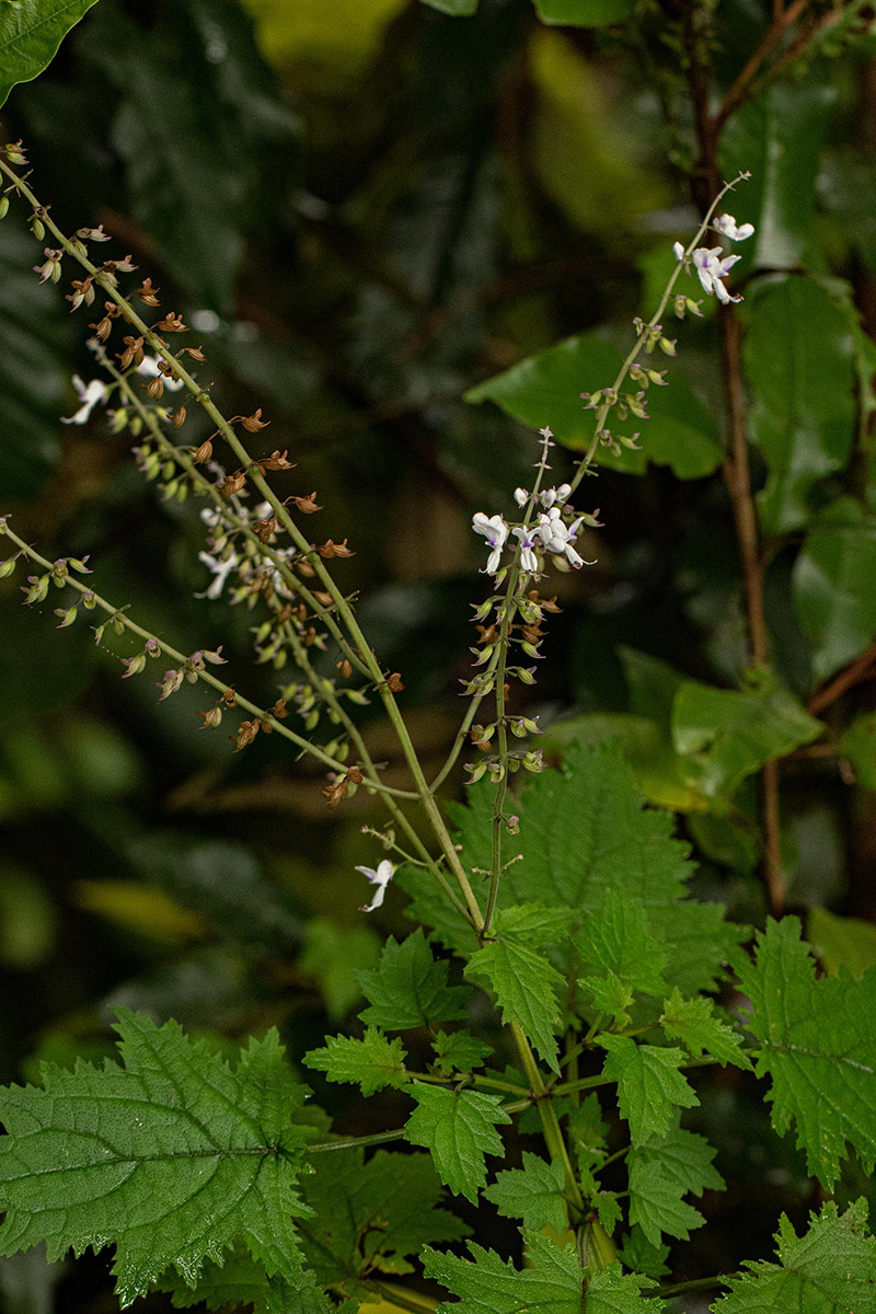 Plectranthus swynnertonii