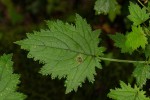 Plectranthus swynnertonii