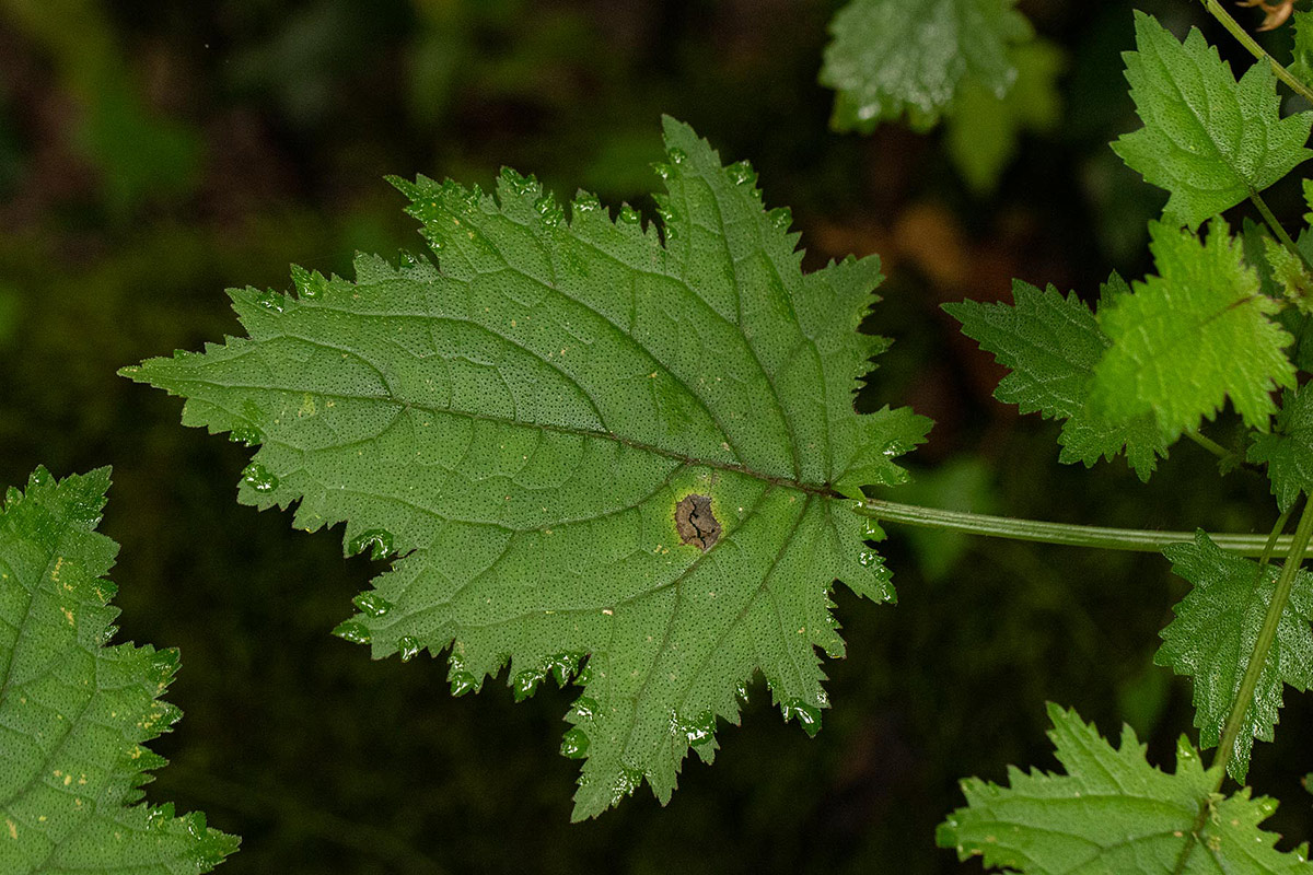 Plectranthus swynnertonii