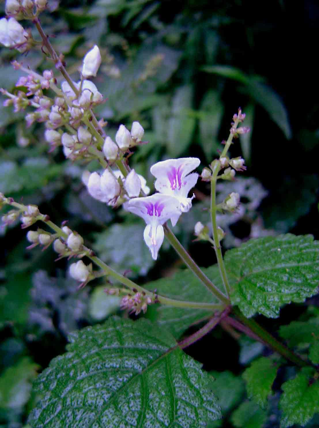 Plectranthus swynnertonii