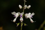 Plectranthus swynnertonii